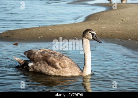 Schwäne in der Kurischen Lagune auf der Kurischen Nehrung im Dorf Lesnoy. Region Kaliningrad. Russland Stockfoto