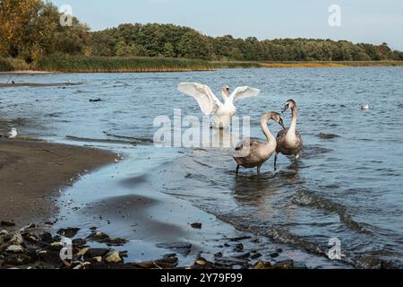 Schwäne am Ufer der Kurischen Lagune auf der Kurischen Nehrung im Dorf Lesnoy. Region Kaliningrad. Russland Stockfoto