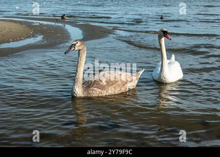 Schwäne in der Kurischen Lagune auf der Kurischen Nehrung im Dorf Lesnoy. Region Kaliningrad. Russland Stockfoto