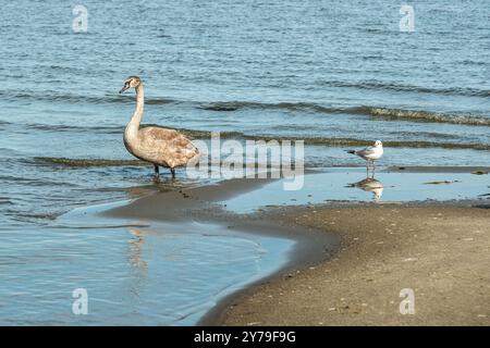 Schwäne am Ufer der Kurischen Lagune auf der Kurischen Nehrung im Dorf Lesnoy. Region Kaliningrad. Russland Stockfoto