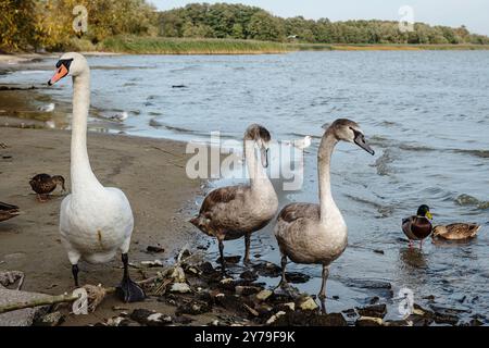 Schwäne am Ufer der Kurischen Lagune auf der Kurischen Nehrung im Dorf Lesnoy. Region Kaliningrad. Russland Stockfoto