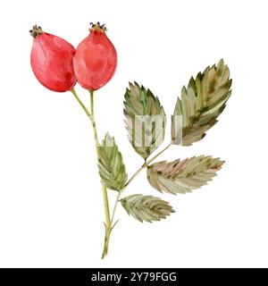 Aquarell Hund-Rose Briar Zweig, Beeren und grüne Blätter isoliert auf weißem Hintergrund. Handgezeichnete botanische Briar Brunches. Clipart für Kräutertee Stockfoto