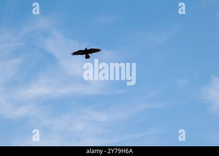 Ein gewöhnlicher Rabe fliegt über den klaren blauen Himmel. Auch bekannt als der nördliche Rabe. Ein Vogel am Himmel. Stockfoto