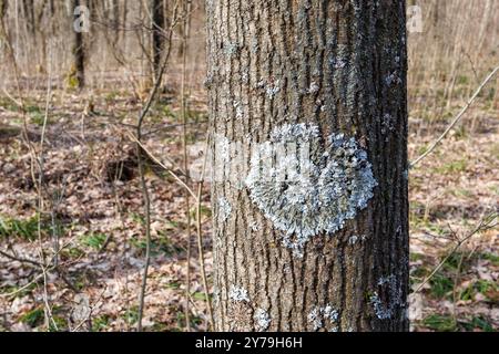 Hypogymnia physodes und Xanthoria parietina gewöhnliche Orangenflechte, Gelbschuppen, Seeflechten und Uferflechten lichenisierte Pilze wachsen weiter Stockfoto