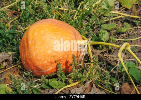 Reife orangefarbene Kürbisse auf dem Feld im Herbst. Ein großer orangener Kürbis, der im Garten wächst Stockfoto