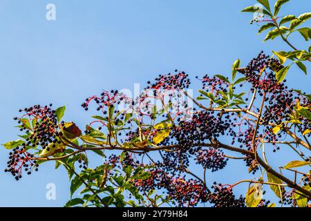 Schwarze Holunderbeeren auf einem Busch mit grünen Blättern vor blauem Himmel. Die Beeren des schwarzen Holunders (Sambucus nigra) sind mit gre dargestellt Stockfoto