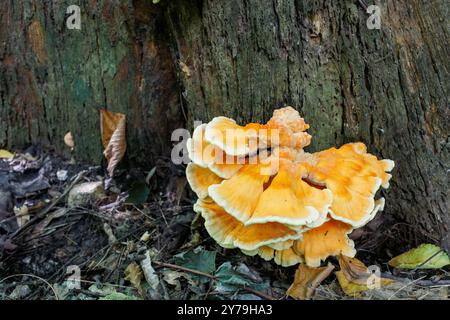 Eine Nahaufnahme eines Haufens schwefelgelber Zunder, der von der Basis eines Baumes sprießt. Schwefelgelber Zunder wächst auf einem alten verfaulten Stumpf im Wald Stockfoto