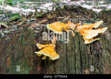 Eine Nahaufnahme eines Haufens schwefelgelber Zunder, der von der Basis eines Baumes sprießt. Stockfoto