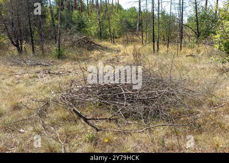 Es gibt einen Haufen von Reisig und Ästen auf dem Boden. Ein kleiner Haufen geschnittener und gesägter Äste liegt auf grünem Gras im Wald. Beau-Konzept Stockfoto