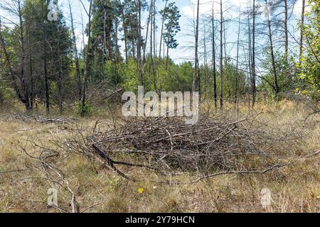 Es gibt einen Haufen von Reisig und Ästen auf dem Boden. Ein kleiner Haufen geschnittener und gesägter Äste liegt auf grünem Gras im Wald. Beau-Konzept Stockfoto