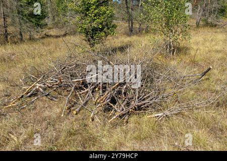 Ein Haufen Reisig und Äste liegen auf dem Boden. Das Konzept der Gebietsverbesserung, des Beschneidens von Ästen, des Schnitts von Bäumen und Büschen. Stockfoto