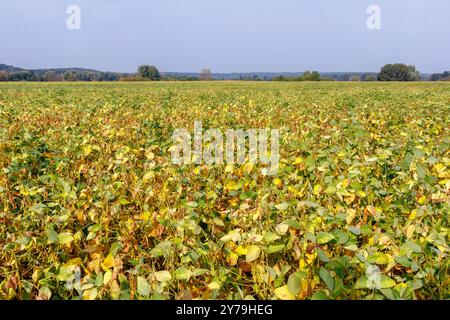 Reifes Sojabohnenfeld und wunderschöner blauer Himmel mit Wolken. Grüne gelbe, behaarte Sojabohnenschoten Reifen auf einem Sojabohnenfeld. Sojabohnenernte auf dem Feld. Der Kontra Stockfoto