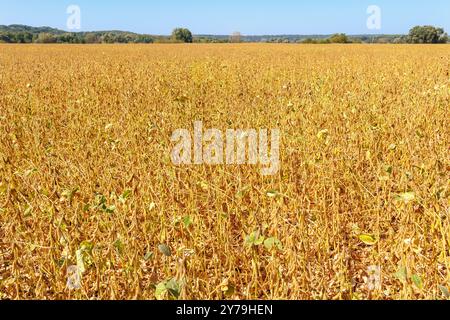 Reife Sojabohnenfelder und ein wunderschöner blauer Himmel. Gelbe haarige Sojabohnenschoten Reifen auf einem Sojabohnenfeld. Sojabohnenernte auf dem Feld. Das Konzept einer Bount Stockfoto