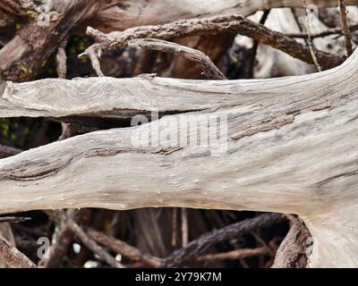 Großer Haufen bestehend aus Ästen und Zweigen am Strand Stockfoto