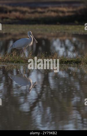 Ein Porträt eines einzelnen Löffelschnabelschnullers, der am Rande der Feuchtgebiete des Lake Dunn jagt, umrahmt in seinem Feuchtgebiet. Stockfoto