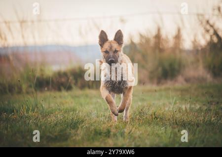 Westerwälder Kuhhhund Stockfoto