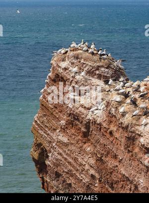 Nördliche Tölpel-Kolonie auf Helgoland an einem sonnigen Sommertag, Nahaufnahme Porträt Stockfoto