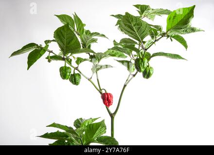 PED Carolina Reaper Paprika mit Reifen und unreifen Früchten. Grüne Paprika auf Busch. Ist eine Sorte von Chili-Pfeffer mit einer Wärmeabgabe von 1.150 Stockfoto