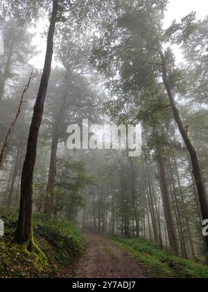 Ein Waldweg im Nebel Stockfoto