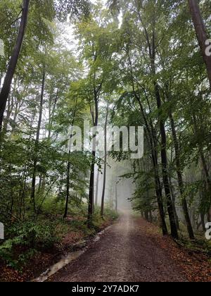 Ein Waldweg im Nebel Stockfoto