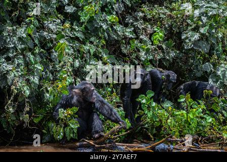 Schimpansen (Pan Troglodytes) spazieren im Ngamba Island Chimpanzee Sanctuary im Victoria Lake Uganda. Stockfoto