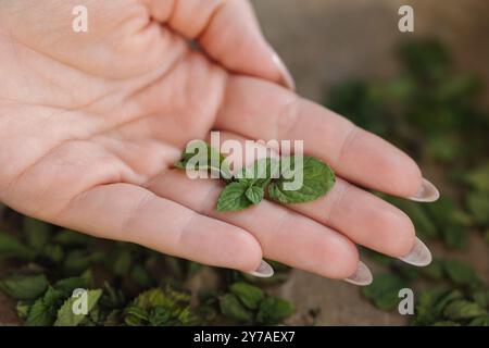 Makrofoto eines weiblichen Hand-Hold-Minzblattes. Natürliche Trocknung zu Hause. Grüne getrocknete Minze auf Wachspapier. Stockfoto