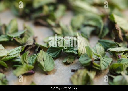 Makrofoto von grüner getrockneter Minze auf Wachspapier. Natürliche Trocknung zu Hause Stockfoto
