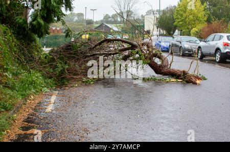 Gefallene Äste Aus Storm High Winds, West Cork, Irland Stockfoto