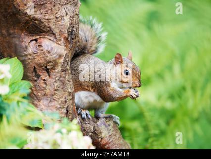 Porträt eines grauen Eichhörnchens, das Nuss auf einem Baum isst, UK. Stockfoto