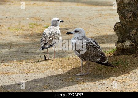 Zwei junge Gelbbeinmöwen (Larus michahellis) Torremolinos, Malaga, Spanien. Stockfoto