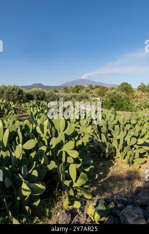 Ein Feld mit essbaren Kakteen (auf Italienisch fico d’India) an den Hängen des Ätna bei Adrano, Sizilien, Italien Stockfoto