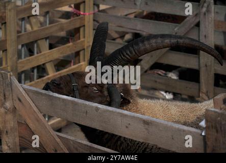 Masham Sheep Fair Yorkshire England Stockfoto