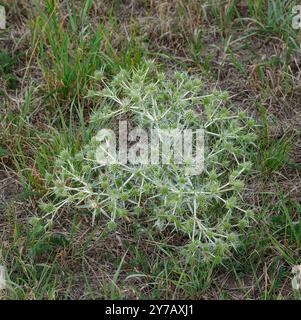 Feld Eryngo bzw. Eryngium campestre, Rheinland, Deutschland Stockfoto