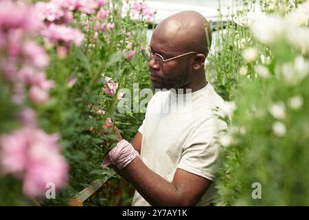 Reifer schwarzer Gärtner, der sich um Blumen kümmert, die im Gewächshaus arbeiten Stockfoto