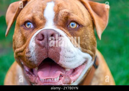 Porträt des süßen Hundespiels Stockfoto