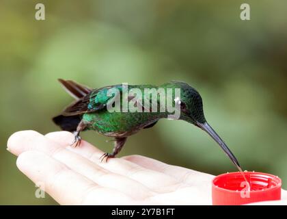 Grünstirn-Brillantkolibri, Brillantkolibri, Brillant fer-de-Lanze, Heliodoxa jacula, zöldkoronás briliánskolibri, Mindo-Tal, Ecuador Stockfoto