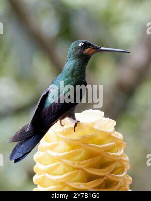 Grünstirn-Brillantkolibri, Brillantkolibri, Brillant fer-de-Lanze, Heliodoxa jacula, zöldkoronás briliánskolibri, Mindo-Tal, Ecuador Stockfoto