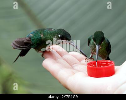 Grünstirn-Brillantkolibri, Brillantkolibri, Brillant fer-de-Lanze, Heliodoxa jacula, zöldkoronás briliánskolibri, Mindo-Tal, Ecuador Stockfoto