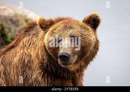 Dieser braune Bär erkundet seine Umgebung in der Nähe eines ruhigen Flusses und zeigt sein dickes Fell und sein waches Aussehen, das die Essenz der Tierwelt verkörpert Stockfoto