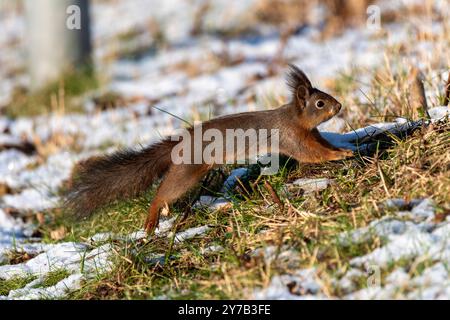 Ein Eichhörnchen springt energisch über eine Fläche von Gras und Schnee und zeigt seine Agilität in einer lebendigen Winterumgebung an klaren Tagen Stockfoto