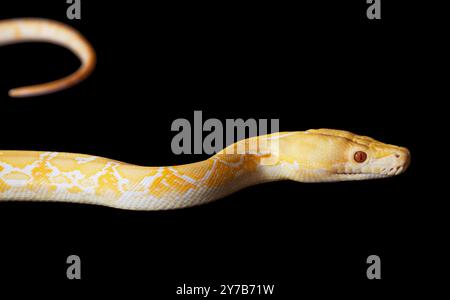 Lavendeltiger Albino Python isoliert auf Schwarz Stockfoto