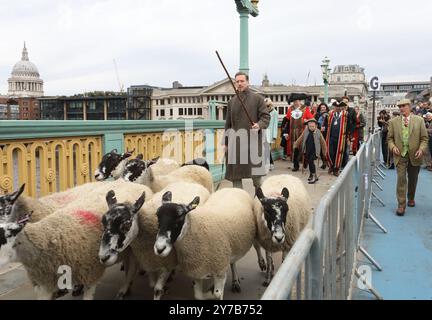 London, UK, 29. September 2024. Der Hollywood-Schauspieler Damian Lewis wurde für den Tag zum Möchtegern-Hirten, als er eine Schaf-Gruppe über die Southwark Bridge hütete. Die Schafe erhielten zuerst einen Segen und dann wurde Damian von Lord Mayor of London Michael Mainelli, Master Woolman Manny Cohen und Sheriffs of the City begleitet, als sie ihr historisches Recht aufnahmen, ihre Schafe gebührenfrei über die Themse zu fahren, während der großen Spendenaktion. Kredit : Monica Wells/Alamy Live News Stockfoto