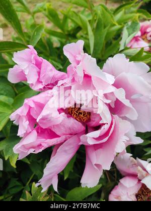 Baum Pfingstrose Blume. Große schöne rosa Baum Pfingstrose Blume. Blume mit hellrosa Blütenblättern und grünen Blättern in Nahaufnahme. Auswahl und Zucht. Kultivierte Sortenblume. Paeonia. Natur. Stockfoto