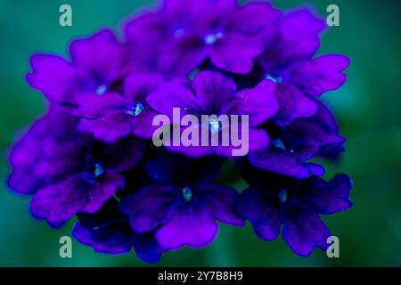 Nahaufnahme violetter afrikanischer Violetblüten und haariger Blätter (Saintpaulia) Stockfoto