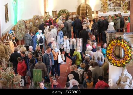 Mittweida, Deutschland. September 2024. Erntekronen werden beim 25. Staatlichen Erntefest in der Stadtkirche „Unser Lieben Frauen“ ausgestellt. Das dreitägige Spektakel zog Zehntausende Besucher in die Universitätsstadt in Mittelsachsen. Nächstes Jahr findet das Festival in Hoyerswerda statt. Quelle: Sebastian Willnow/dpa/ZB/dpa/Alamy Live News Stockfoto