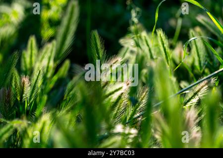 Hordeum murinum ist eine blühende Pflanzenart aus der Grasfamilie Poaceae, die allgemein als Mauergerste oder Falschgerste bekannt ist. Stockfoto