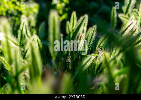 Hordeum murinum ist eine blühende Pflanzenart aus der Grasfamilie Poaceae, die allgemein als Mauergerste oder Falschgerste bekannt ist. Stockfoto