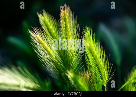 Hordeum murinum ist eine blühende Pflanzenart aus der Grasfamilie Poaceae, die allgemein als Mauergerste oder Falschgerste bekannt ist. Stockfoto