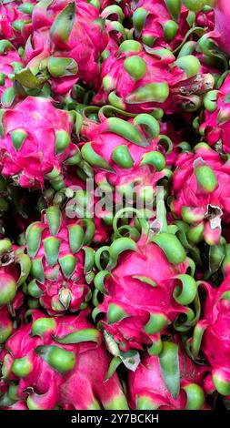 Haufen von leuchtend rosafarbenem pitaya, Bio-Drachenfrucht (Selenicereus costaricensis oder Hylocereus costaricensis) an einem Marktstand mit frischen Produkten Stockfoto