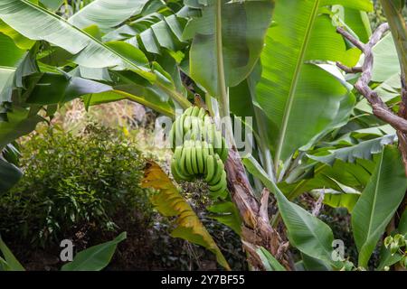 Bananen, die auf den Hügeln wachsen, kleine Bauernhöfe auf der portugiesischen Insel Madeira Stockfoto